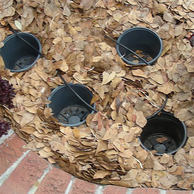 Save time gardening -- just use the pot-in-pot method & never dig again!